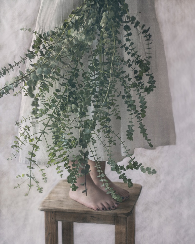 Eucalyptus. Portrait Photographer